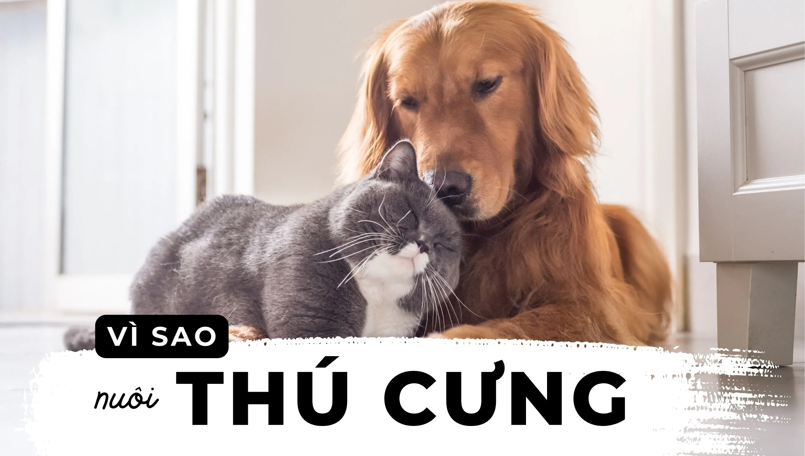 Co nen nuoi thu cung